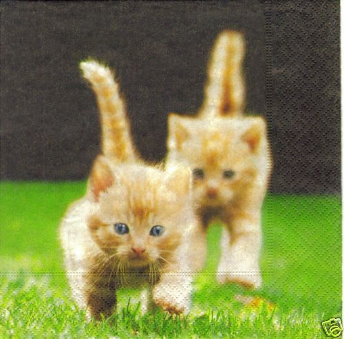 Serviette 2 kleine rote Katzen im Gras