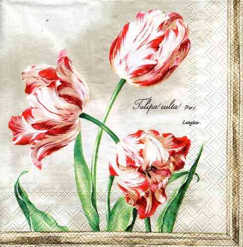 Serviette Tulipa Culta Ivory