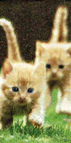 Taschentuch kleine rote Katzen