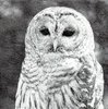 Serviette Owl ! FotoMotiv