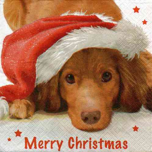Serviette Merry Christmas ! Hund mit Nikomütze