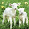 Serviette Lambs