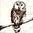 Serviette Painted Owl