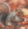 Serviette Squirrel at Autumn