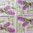 Lilac Hyacinthus