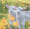 Sweet Lambs